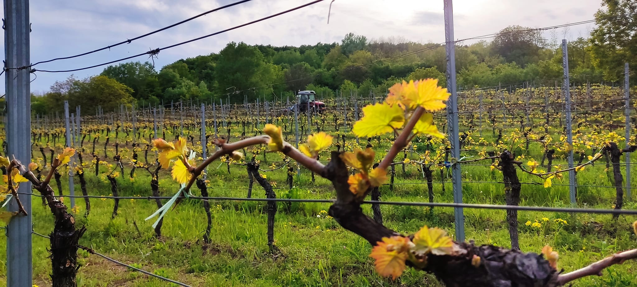 Despre Vinul Vrancei