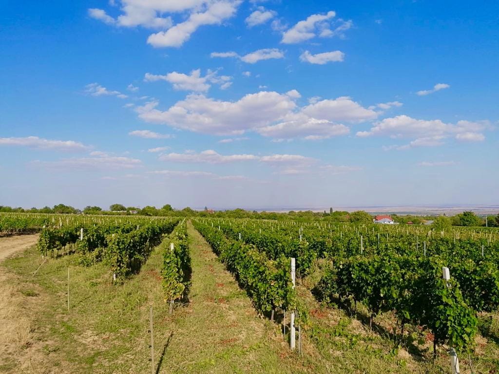 Podgorii Bordești, Vrancea